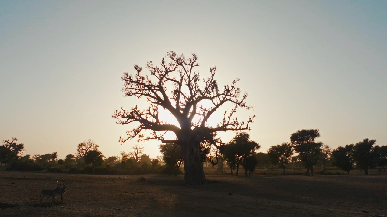 The Envoy: Senegal